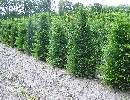 Taxus baccata